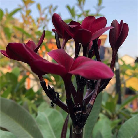 blackjack frangipani|dark red frangipani.